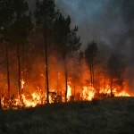 Kebakaran hutan