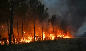 Kebakaran hutan