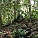 TNI