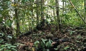 TNI